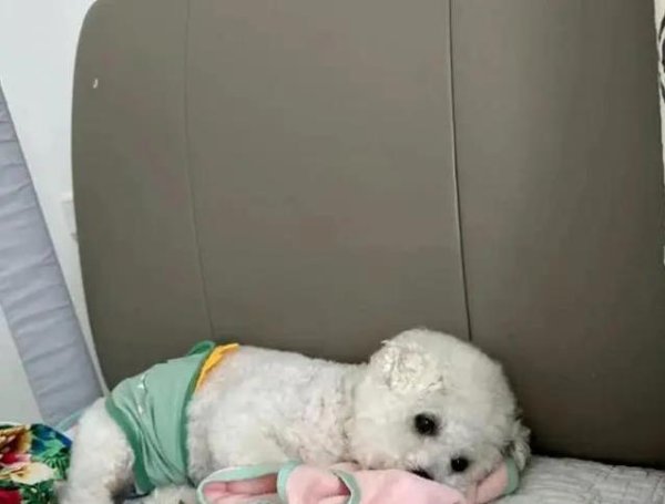 高忆管理 狗狗被弃街头心碎成灰，新主人暖心救赎，它却重焕生机