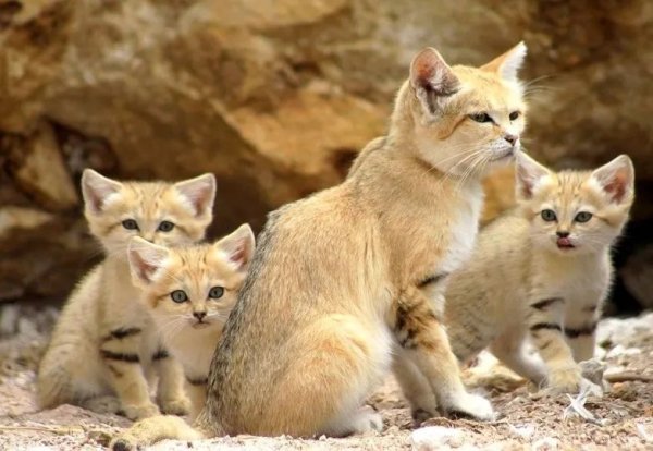 大鑫优配资讯 别被它们的外表迷惑！这几种猫在国内都是不能养的！小心“牢底坐穿”……