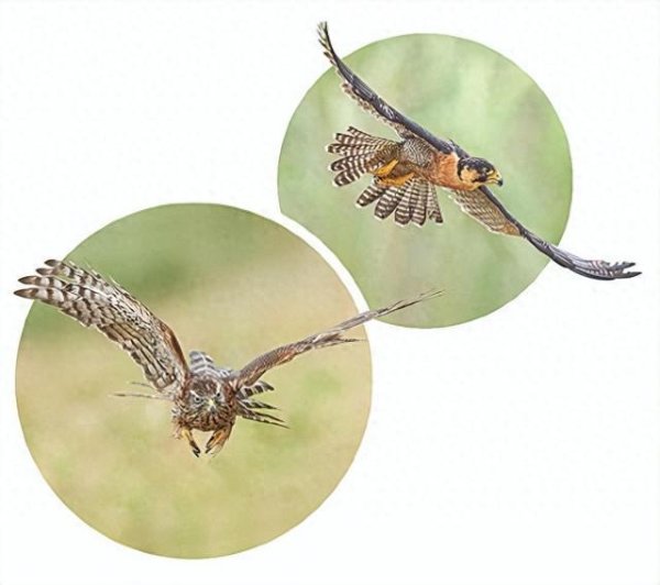 好多牛 跨省寻鹰窝、雇“蜘蛛人”掏隼……“爱鸟”者变成了害鸟者