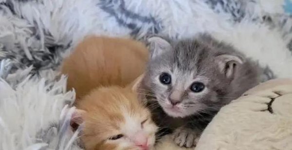 好牛 猫妈妈用命护崽，两只小猫险丧命，好心人接力救新生
